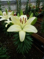 [5011 FlevoSuprise No01.JPG]